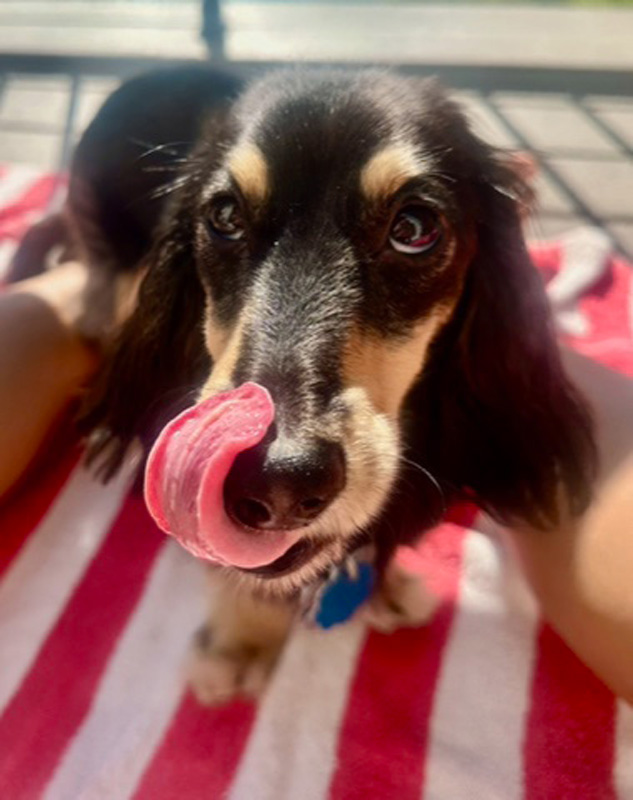 Visiting Vet: Is it edible? Ziggy thinks so.