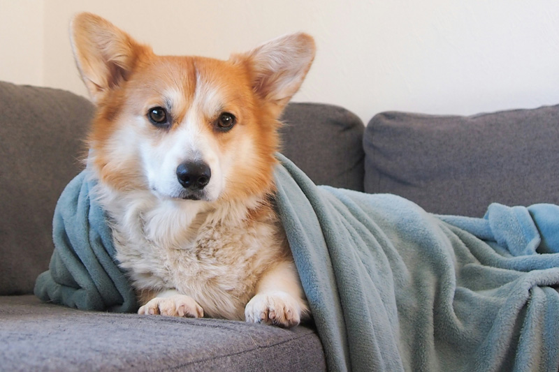 Visiting Vet: Home emergency care